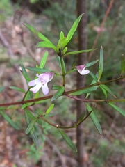 Prostanthera linearis