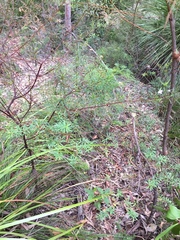 Prostanthera linearis