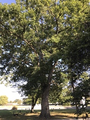 Quercus alba