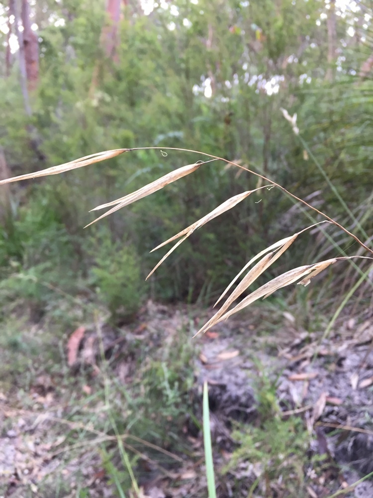 Oat Spear Grass from Brisbane Water National Park, Patonga, NSW, AU on ...