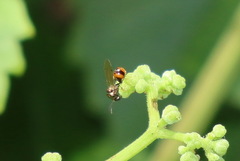 Eucharitidae