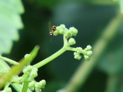 Eucharitidae