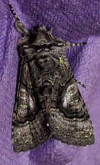 Behrensia conchiformis