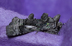 Behrensia conchiformis