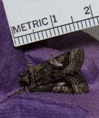 Behrensia conchiformis