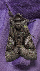 Behrensia conchiformis