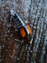 Tachinus subterraneus