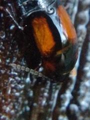 Tachinus subterraneus