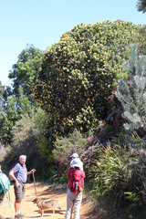 Leucospermum conocarpodendron conocarpodendron