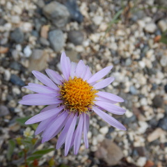 Aster alpinus vierhapperi