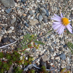 Aster alpinus vierhapperi