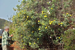 Dendromecon harfordii