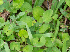 Centella asiatica
