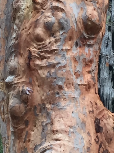 Angophora costata