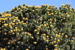 Leucospermum conocarpodendron conocarpodendron