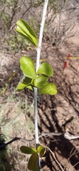 Jatropha
