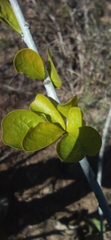 Jatropha