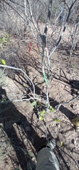 Jatropha