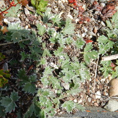 Potentilla subvahliana