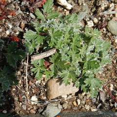 Potentilla subvahliana