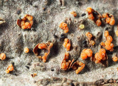 Hydropisphaera