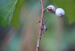 Leptoglossus chilensis