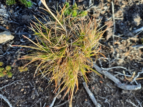 Fuegian fescue (Festuca magellanica)