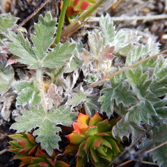 Potentilla × villosula