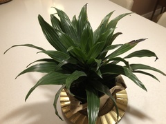 Dracaena fragrans compacta