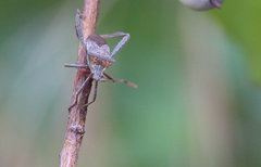 Leptoglossus chilensis