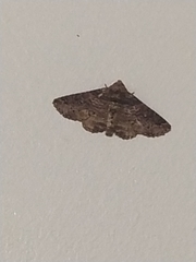 Pericyma cruegeri