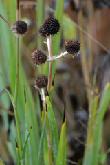 Eryngium yuccifolium