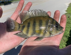 Heterotilapia buettikoferi