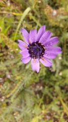 Catananche caerulea