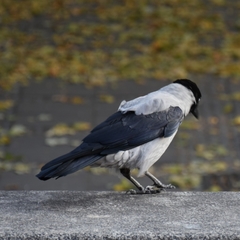 Corvus cornix