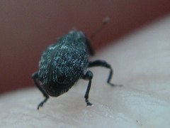 Ceutorhynchinae