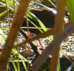 Zapornia tabuensis plumbea