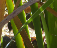 Zapornia tabuensis plumbea
