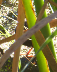 Zapornia tabuensis plumbea