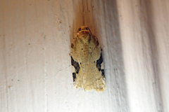 Acleris cervinana