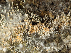 Stilbella fimetaria