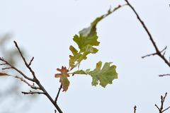 Quercus macrocarpa