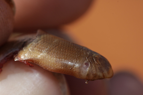 Delalande's Beaked Blind Snake