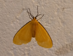 Eubaphe