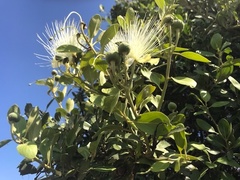 Capparis mitchellii