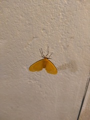 Eubaphe