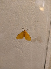 Eubaphe