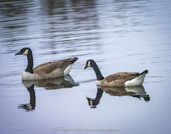 Branta canadensis image