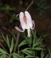 Dicentra pauciflora