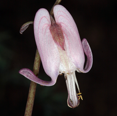Dicentra pauciflora